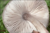 Pluteus pouzarianus image