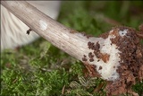 Pluteus pouzarianus image