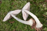 Pluteus pouzarianus image