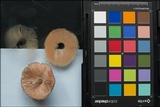 Pluteus pouzarianus image