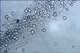 Pluteus pouzarianus image