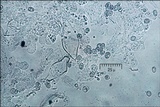 Pluteus pouzarianus image