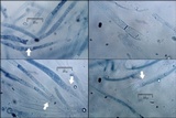 Pluteus pouzarianus image