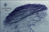 Pluteus pouzarianus image