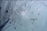 Pluteus pouzarianus image