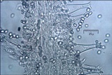 Pluteus pouzarianus image