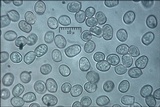Pluteus pouzarianus image