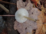 Cuphophyllus virgineus image