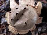 Myriostoma coliforme image