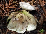 Myriostoma coliforme image