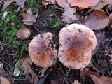 Tricholoma ferrugineum image