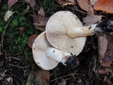 Tricholoma ferrugineum image