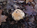 Hygrophorus pudorinus image