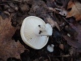 Hygrophorus pudorinus image