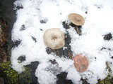 Arrhenia epichysium image