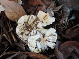 Hygrophorus roseobrunneus image