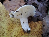 Hygrophorus roseobrunneus image