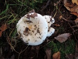 Hygrophorus sordidus image