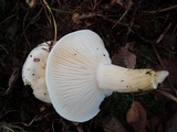 Hygrophorus sordidus image