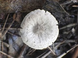 Pluteus thomsonii image