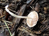 Pluteus thomsonii image