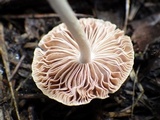 Pluteus thomsonii image