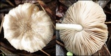 Pluteus thomsonii image