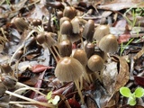 Parasola auricoma image