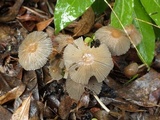 Parasola auricoma image
