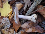 Cortinarius argenteopileatus image