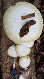 Pleurotus dryinus image