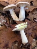 Lactarius chrysorrheus image