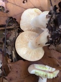 Lactarius chrysorrheus image