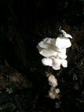 Hemimycena candida image