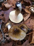 Hygrophorus fuligineus image