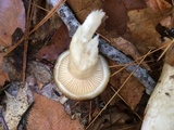Hygrophorus fuligineus image