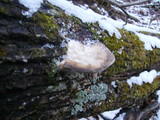 Trametes gibbosa image