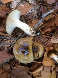 Hygrophorus fuligineus image