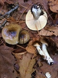 Hygrophorus fuligineus image