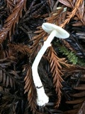 Lepiota rubrotinctoides image