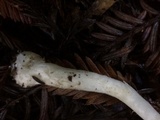 Lepiota rubrotinctoides image