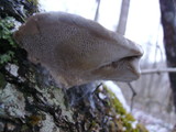 Trametes gibbosa image