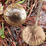Entoloma sericeum image