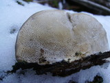 Trametes gibbosa image