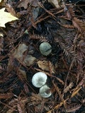 Agaricus deardorffensis image