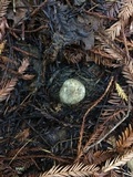 Agaricus deardorffensis image