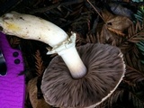 Agaricus deardorffensis image