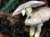 Agaricus deardorffensis image