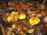 Hygrocybe acutoconica image