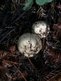 Agaricus deardorffensis image